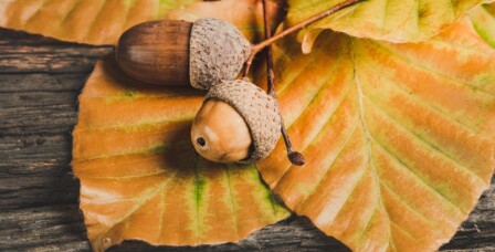 Herbstlich gefärbte Blätter mit Eicheln
