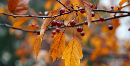 Herbstkirschen an orangefarbenen Blättern